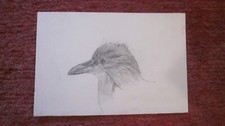 Vogel original zeichnung - vogel,