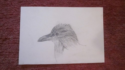 Vogel original zeichnung - vogel,