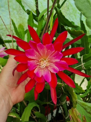 Epicactus bertha talbot - „,