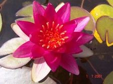 Nymphaea Falconer