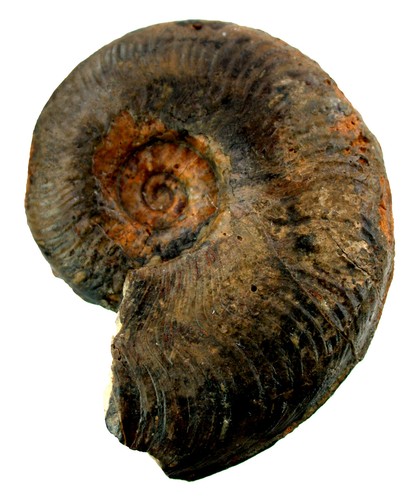 Lias protogrammoceras sp - lias,