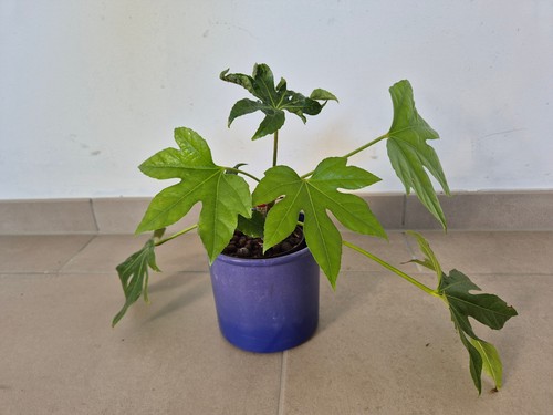 Zimmeraralie fatsia - zimmeraralie, (fatsia
