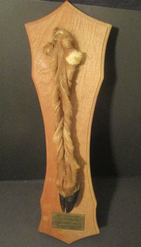Trophäe jagd foret de - trophäe, jagd: