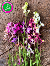 Marokkanisches Leinkraut ? NORTHERN LIGHTS MIX 150+Samen? wunderschön