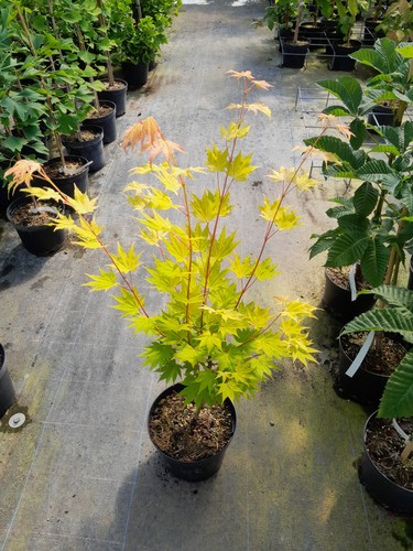 Acer shirasawanum jordan - acer,
