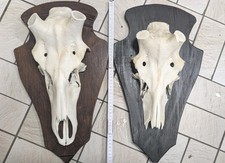Zwei echte und schöne Hirschschädel mit Trophäenbrett für Abwurfstangen