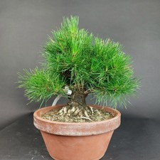 Bonsai - Schwarzkiefer, Pinus