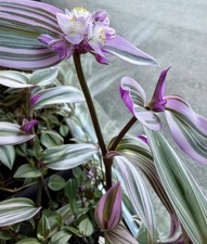 Tradescantia cerinthoides