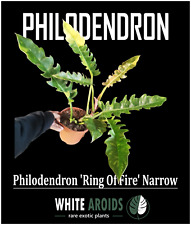 Philodendron 'Ring of Fire' Narrow Variegata XL Zimmerpflanze Urban Jungle Aroid