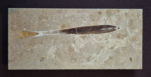 Fossil belemit wohl - ,