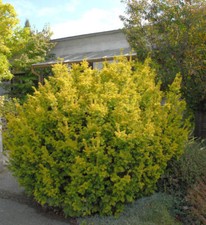 Goldene Straucheibe 70-80cm - Taxus baccata Semperaurea