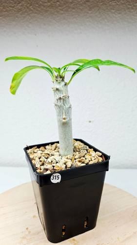 Pachypodium meridionale