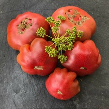 Purple Calabash - historische Sorte Fleischtomate würziger Geschmack