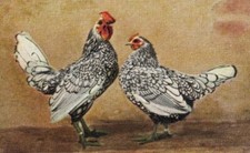 115/662  SAMMELBILD HUHN HAHN