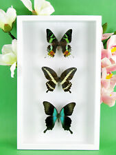 3 wunderschöne echte