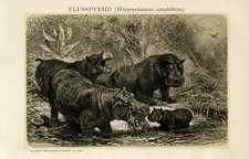 Flußpferd Nilpferd Hippo
