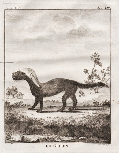 Grison galictis vittata marder - grison,