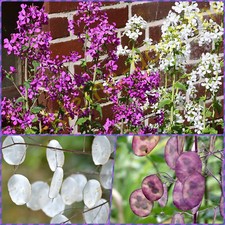 SILBERBLATT MIX VIOLETT-WEIß