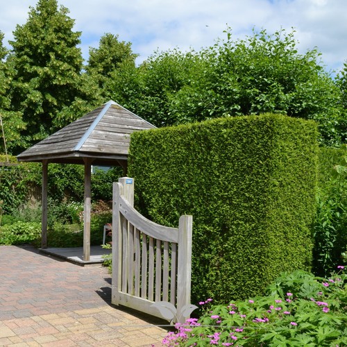 Lebensbaum thuja brabant - thuja,