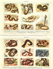 Alte Lithografie, Schlangen I