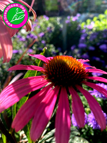 Roter sonnenhut echinacea - roter,