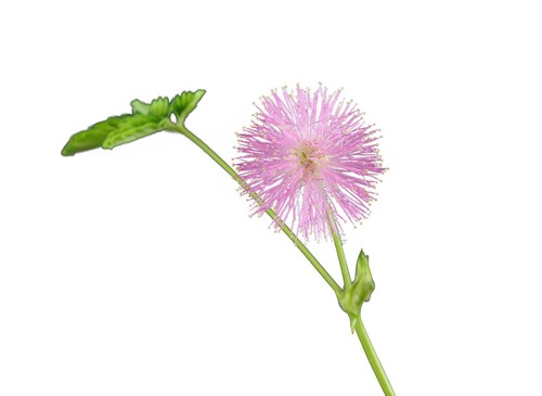 1000 samen mimosa pudica - -mimosa, pudica-