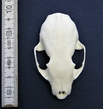 Oberschädel vom marder - oberschädel,