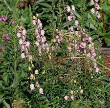 Eisenhut Rubellum - Aconitum