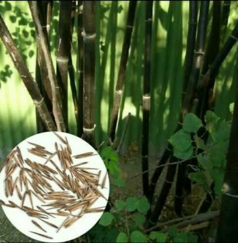 Samen phyllostachys nigra - samen,