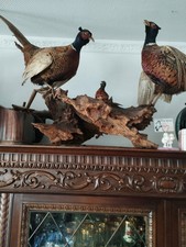 2 x  ausgestopfte Tierpräparate: FASAN - Auf Holz Wurzel.