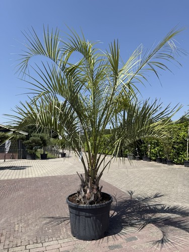 Tropictrees butia capitata - tropictrees,