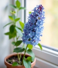 2x winterharte blaue