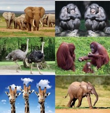 3 D Ansichtskarte Elefant Affe Strauß Postkarte Wackelkarte Hologrammkarte Bild