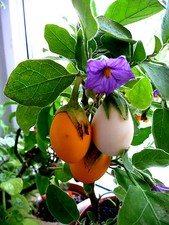 AUBERGINE weiß, "Dourga" Eierbaum, Topf, Ei, weiß,gelb, lila Blüten,Zimmer, BIO
