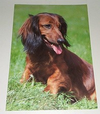Alte Dackel Dachshund Teckel Hunde Postkarte Postcard Ak Hundepostkarte 