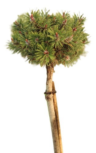 Berg kiefer pinus - pinus, mugo