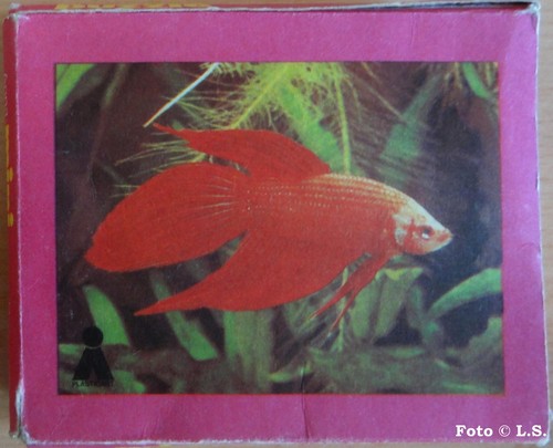 Puzzle roter kampffisch ddr - kampffisch,