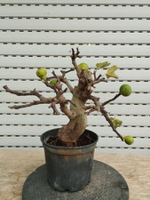 pre Bonsai Ficus Carica Higuera-Feigen-Fichi-Fig