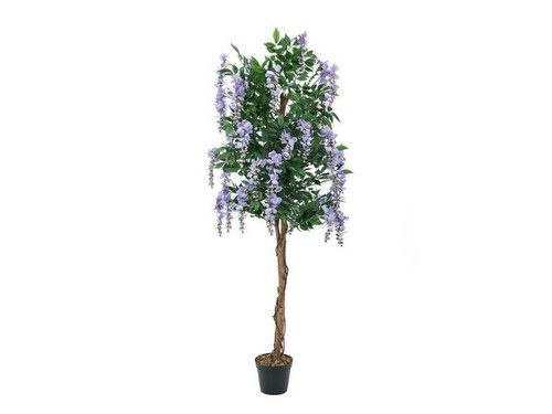 Europalms goldregenbaum - europalms,