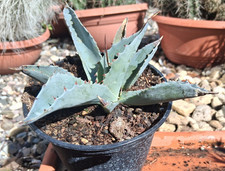 O13 Agave ovatifolia