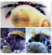 5x Meerwasser Aquarium