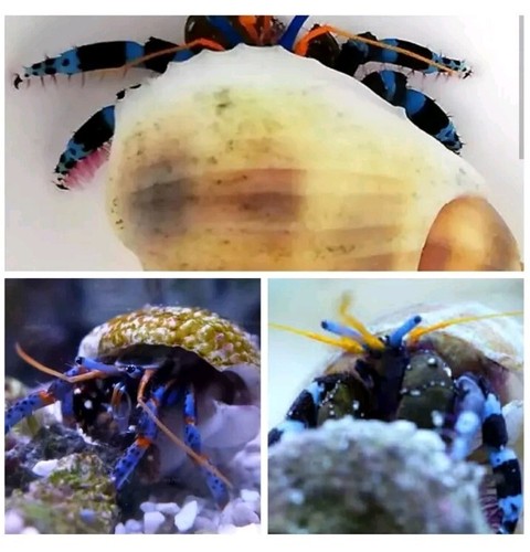 Meerwasser aquarium - meerwasser,