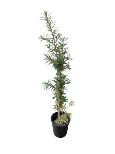 Sanddorn friesdorfer orange - friesdorfer,