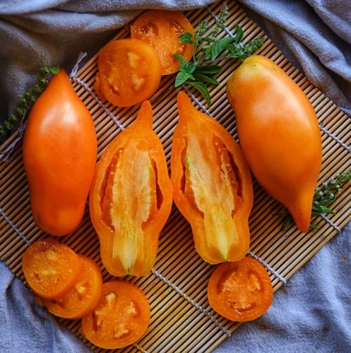 Frische samen - frische, tomate