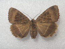 Mormo maura RARE Entomologie Schmetterling Präparat m FO Taxidermy aus D