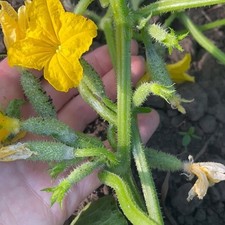 Gurkensamen Capricorn F1 Samen