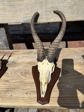 Afrika Trophäe Springbock