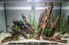 Dragon Wood Aquarium Scaping