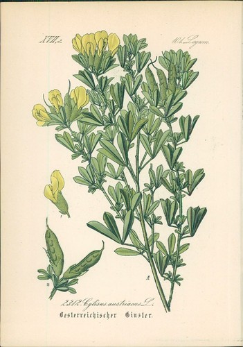 Chromolithographie - ,