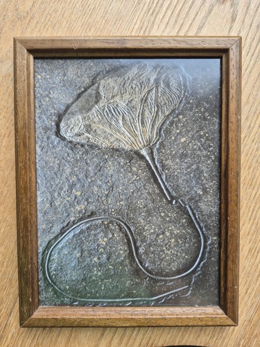 Fossil seelilie rohrbach - seelilie,